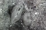 Las Choyas Coconut Geode Half with Quartz & Calcite - Mexico #145875-2